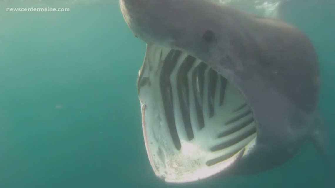 Basking Shark Startles People In York | Newscentermaine.Com