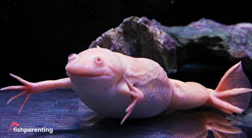 African Albino Clawed Frog: Milky White Amphibian