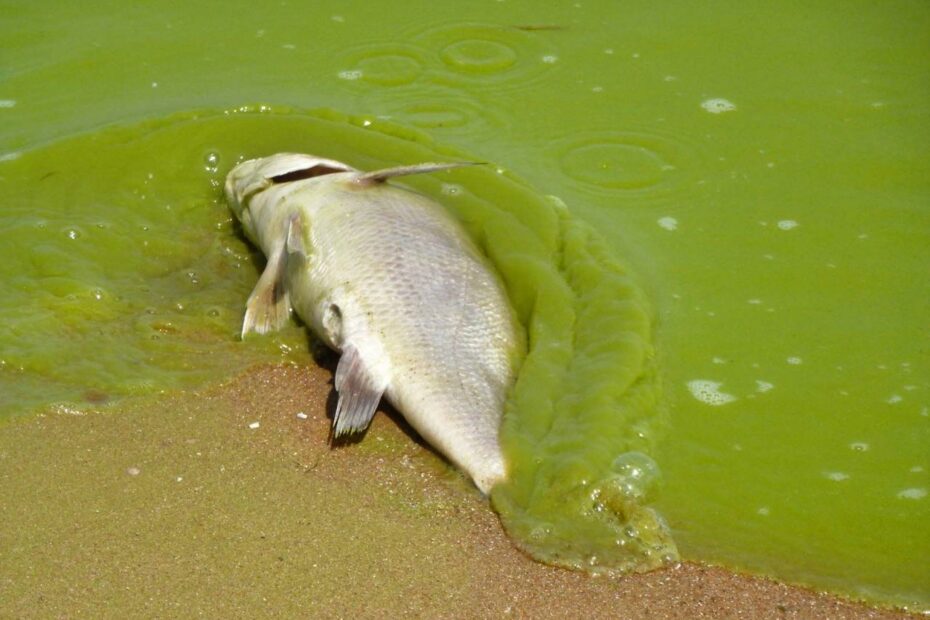 Harmful Algal Blooms | Britannica