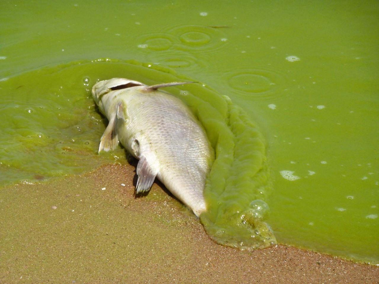 Harmful Algal Blooms | Britannica