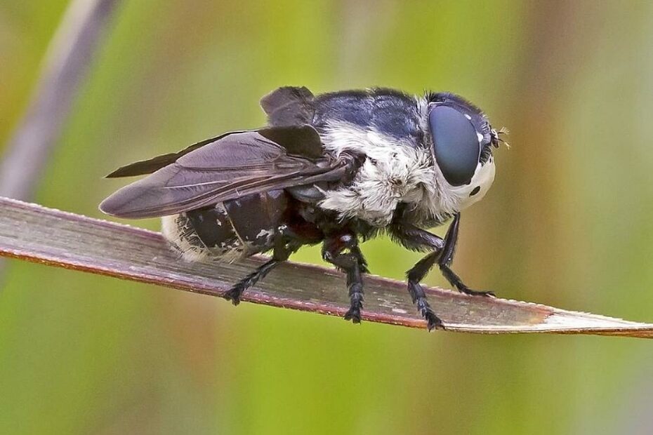 How To Protect Yourself And Your Pets From Bot Flies In Colorado