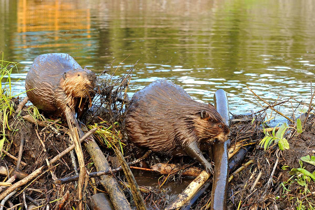 Why Do Beavers Build Dams? | New Scientist