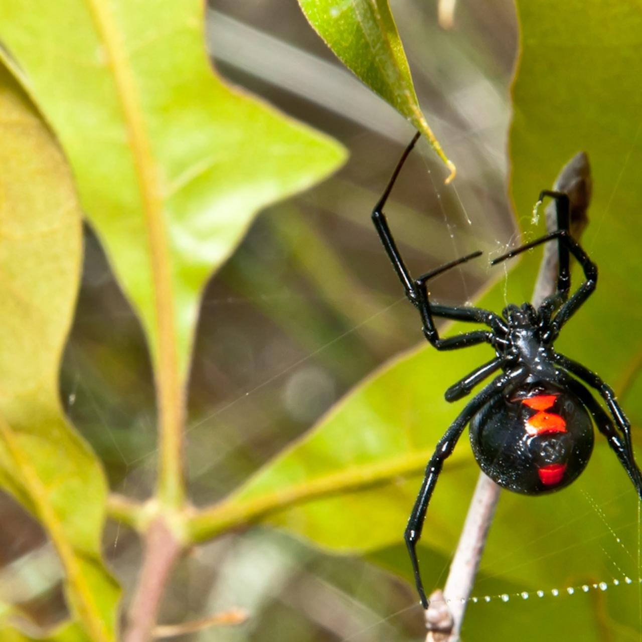 Black Widow