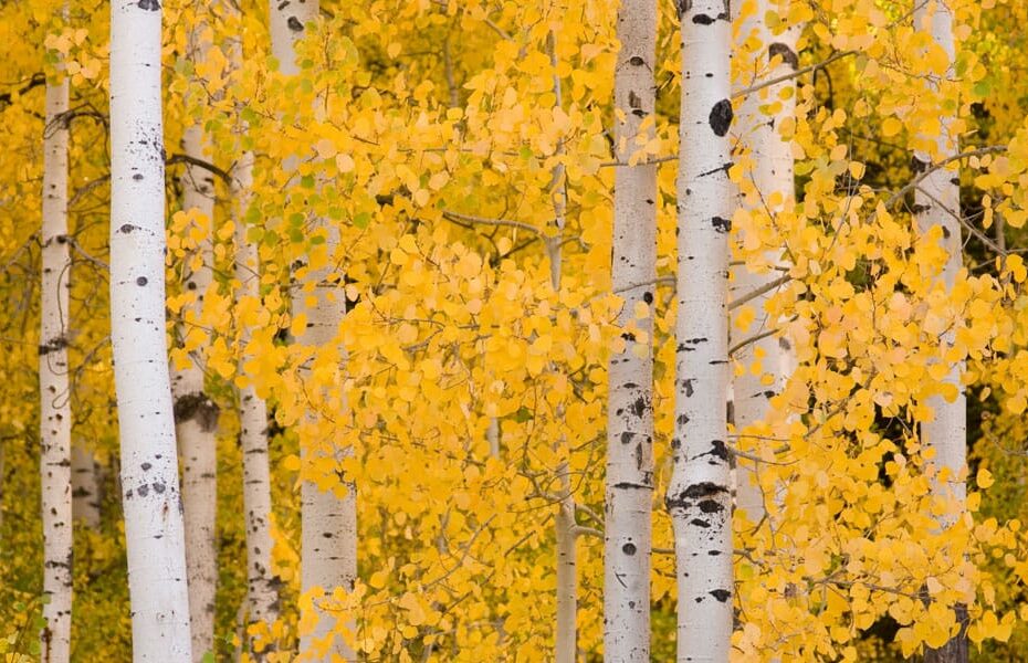 Aspen Trees: Common Problems & What To Do - Lam Tree Service