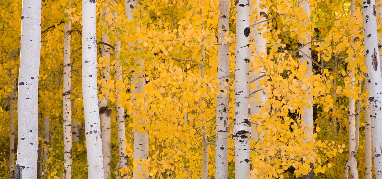 Aspen Trees: Common Problems & What To Do - Lam Tree Service