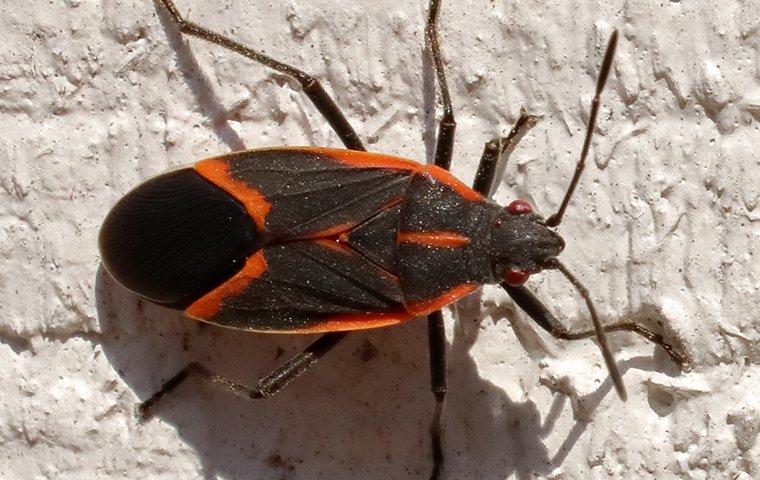 The Problem With Boxelder Bugs In Denver