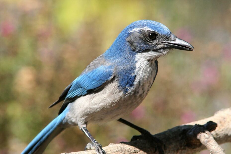 California Scrub-Jay | Audubon Field Guide