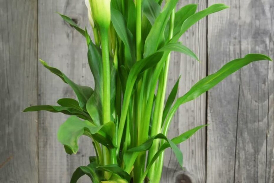 Growing Calla Lilies Inside: Growing Calla Lily As A Houseplant