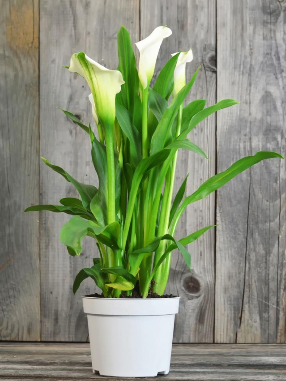 Growing Calla Lilies Inside: Growing Calla Lily As A Houseplant