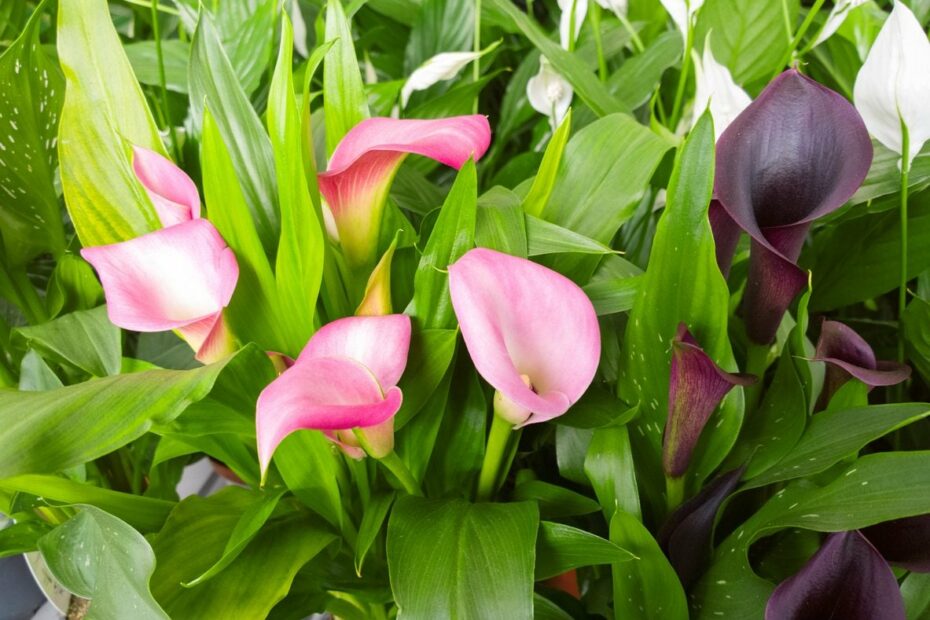 Learn How To Grow And Care For Calla Lily Flowers