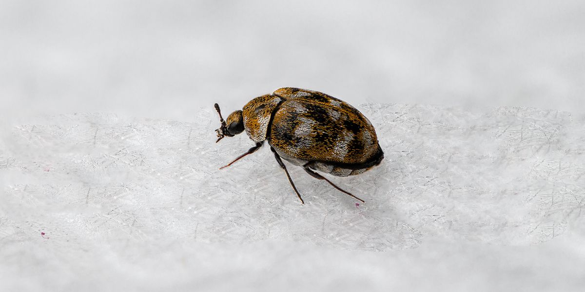 Carpet Beetles: Signs You Have An Infestation & How To Get Rid