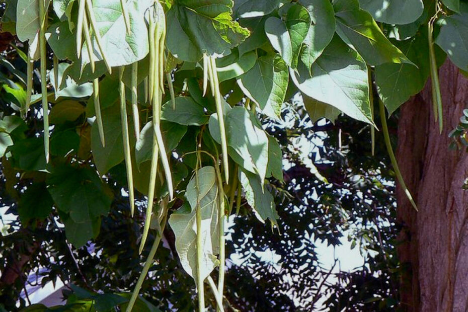 Catalpa Tree Facts, Uses, And Planting Tips - Dengarden