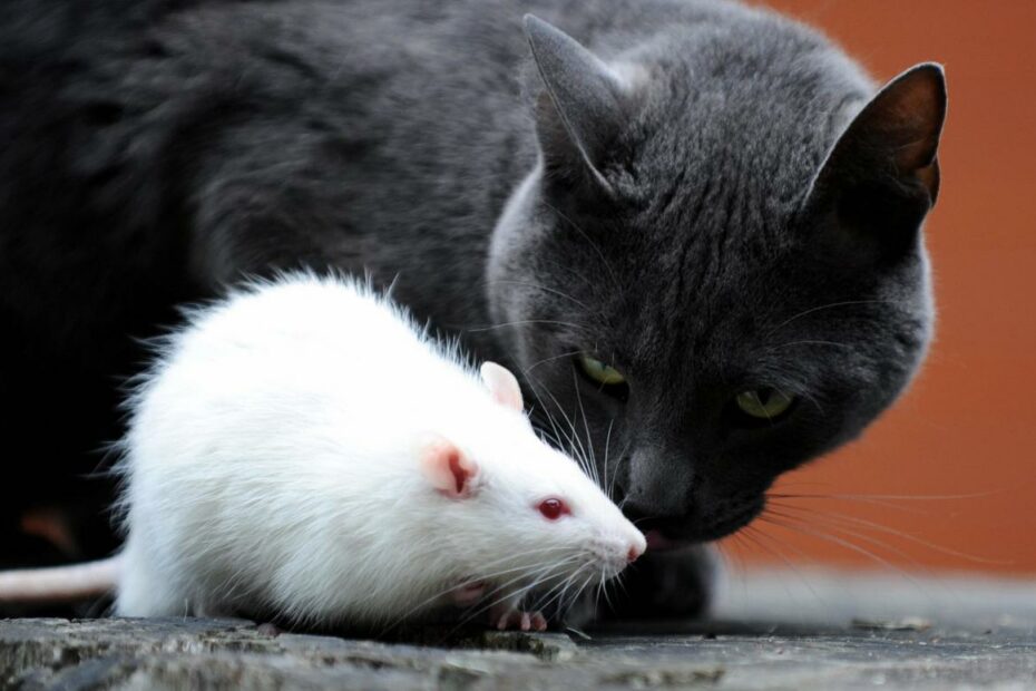 Cats Bad At Nabbing Rats But Feast On Other Beasts | Wired