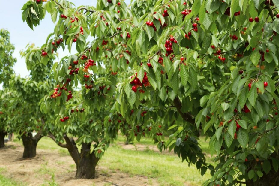 Cherry Tree Types - What Are Some Common Varieties Of Cherry Trees