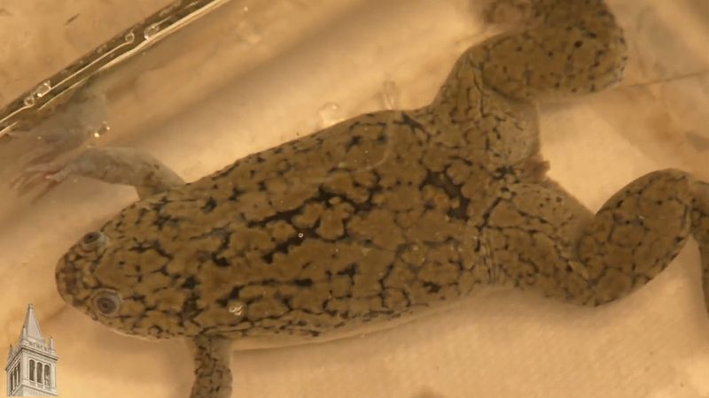 Clawed Frog | African, Aquatic & Nocturnal | Britannica