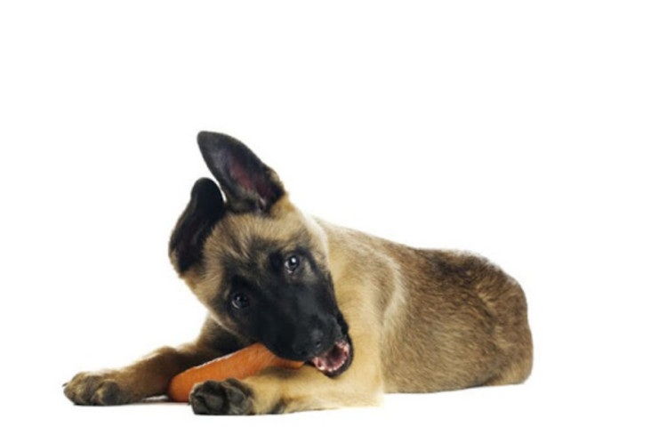 Can Dogs Eat Carrots? Everything You Need To Know | Pawlicy Advisor