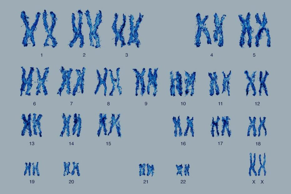 Why Do Most Humans Have 23 Pairs Of Chromosomes? | Howstuffworks