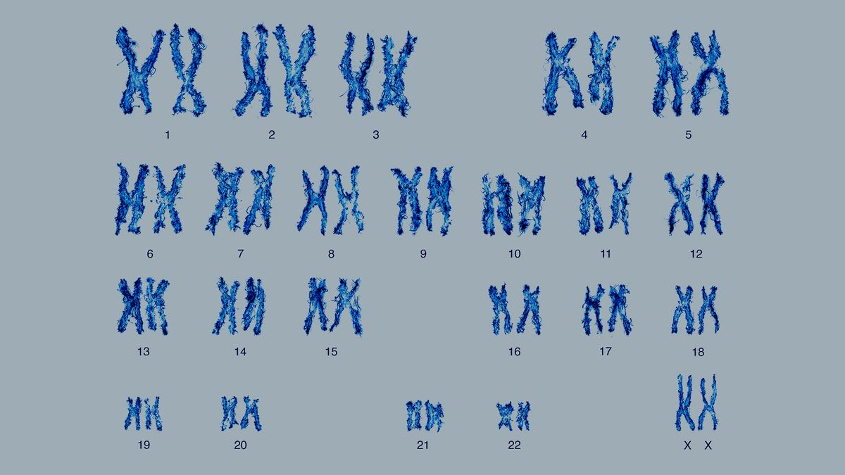 Why Do Most Humans Have 23 Pairs Of Chromosomes? | Howstuffworks