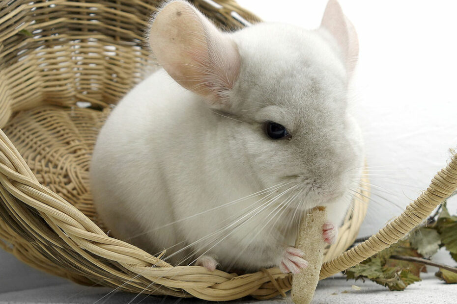 10 Reasons Not To Gift A Chinchilla | Long Island Bird And Exotics Pet Vet