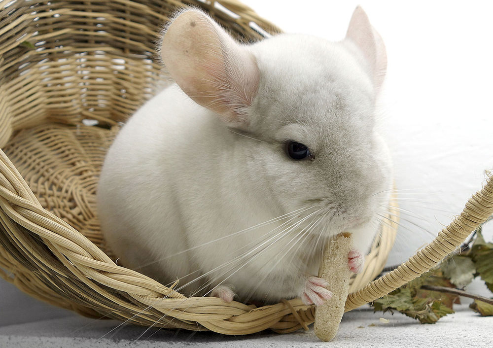 10 Reasons Not To Gift A Chinchilla | Long Island Bird And Exotics Pet Vet