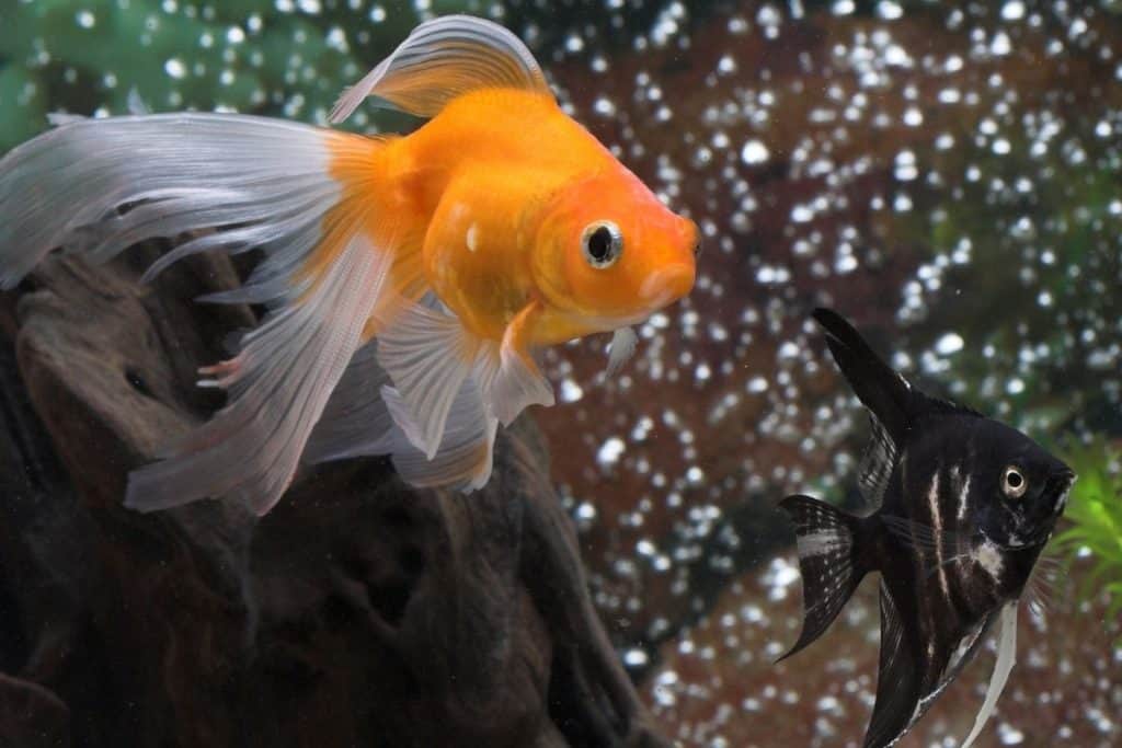 Can Goldfish Live With Angelfish? ( It'S A Surprise!)