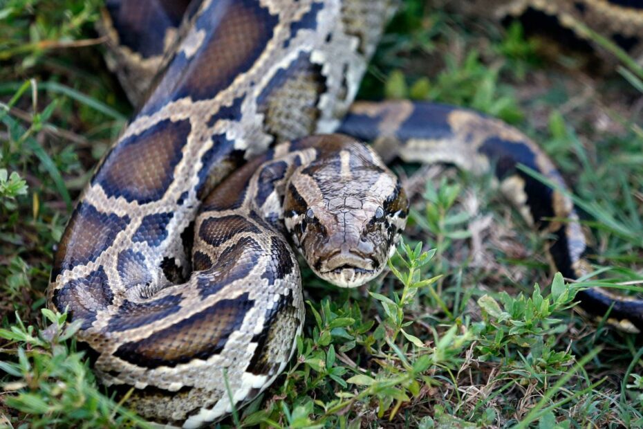 A Python Invasion Has Exploded Out Of The Everglades | Wusf Public Media