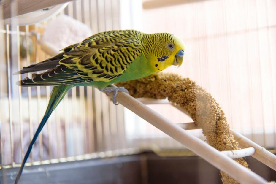 How To Take Care Of A Bird | Cleanipedia Za