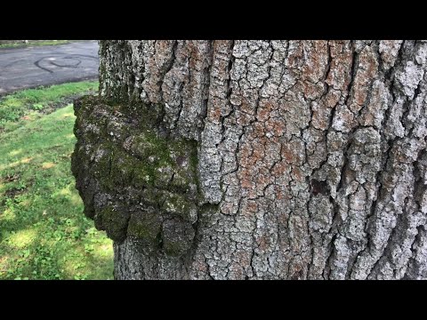 what is a BURL on a tree (are they bad for the tree)