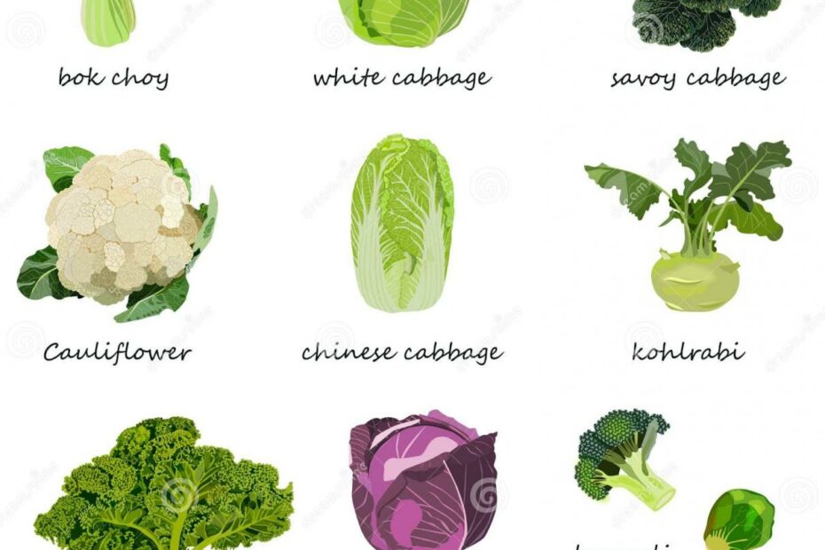 Kinds Of Cabbage. White, Red, Savoy, Chinese, Curly Cabbage. Bok Choy. Kale.  Broccoli. Brussels Sprouts. Kohlrabi Stock Vector - Illustration Of Plant,  Cauliflower: 211496850