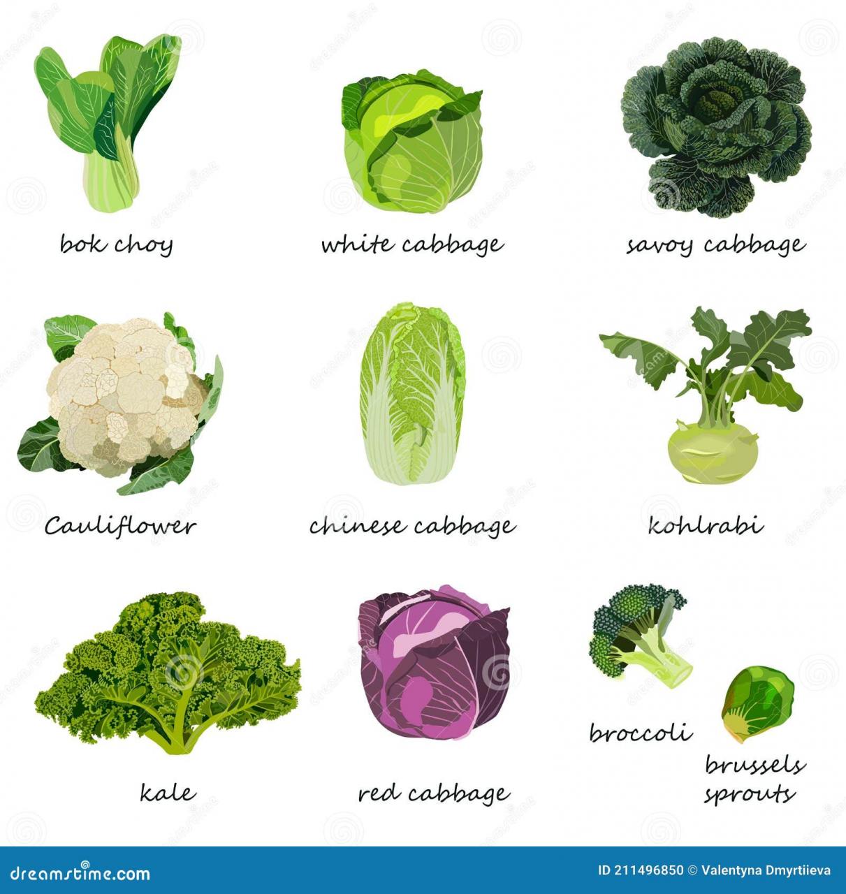 Kinds Of Cabbage. White, Red, Savoy, Chinese, Curly Cabbage. Bok Choy. Kale.  Broccoli. Brussels Sprouts. Kohlrabi Stock Vector - Illustration Of Plant,  Cauliflower: 211496850