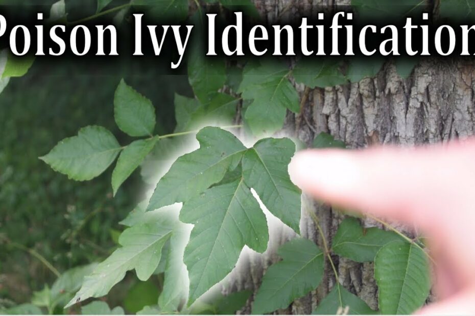 Poison Ivy Identification - How To Identify Poison Ivy Plants - Youtube