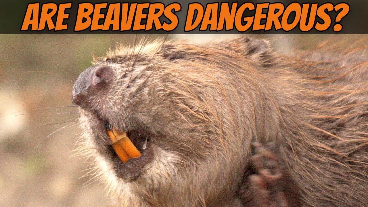 How Dangerous Is The Beaver? - Youtube