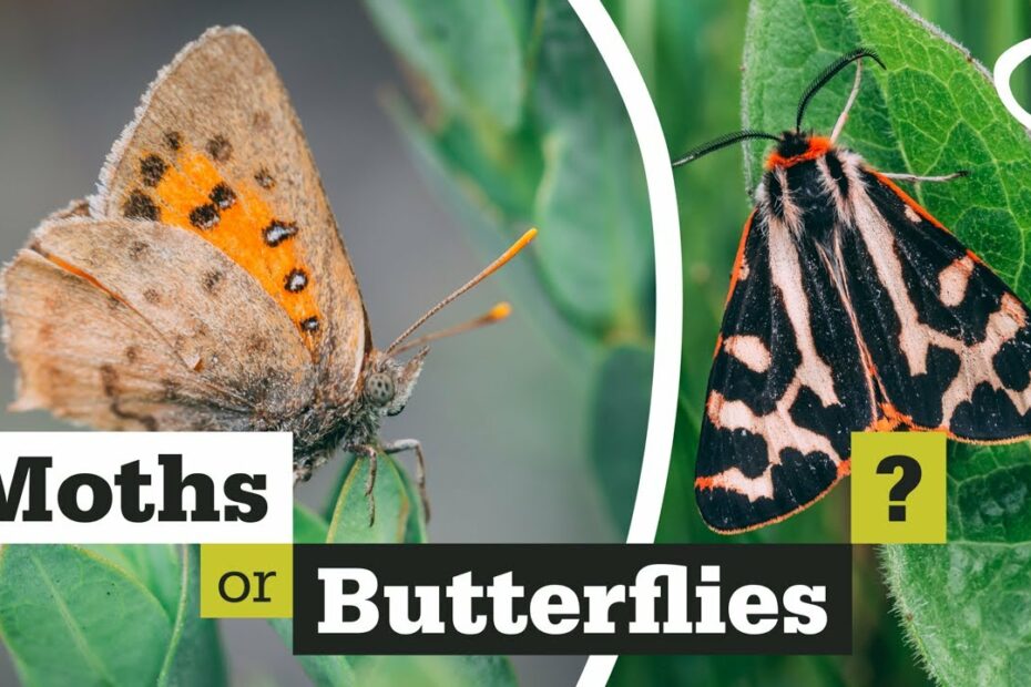 What'S The Difference Between Moths And Butterflies? - Youtube