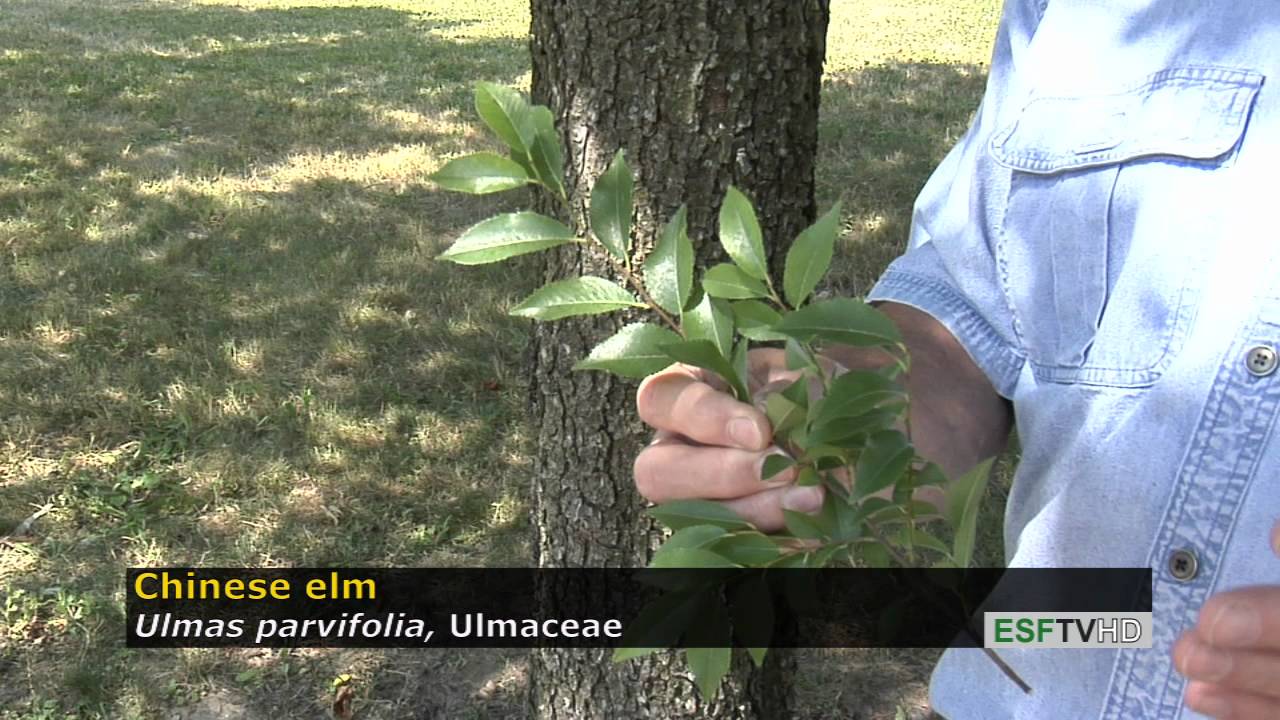 33 Facts About The Chinese Elm Tree [2023]