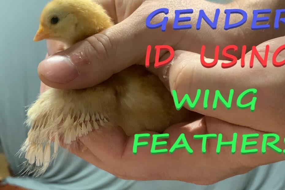 Chick Gender Determination Using Wings For American Standard Breeds -  Youtube