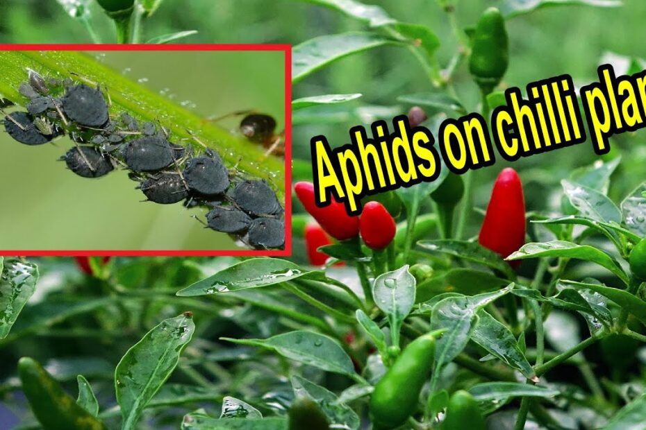 How To Get Rid Of Aphids On Chilli Plants – Remove Aphids From Chilli Plants  - Aphid Control Chilli - Youtube