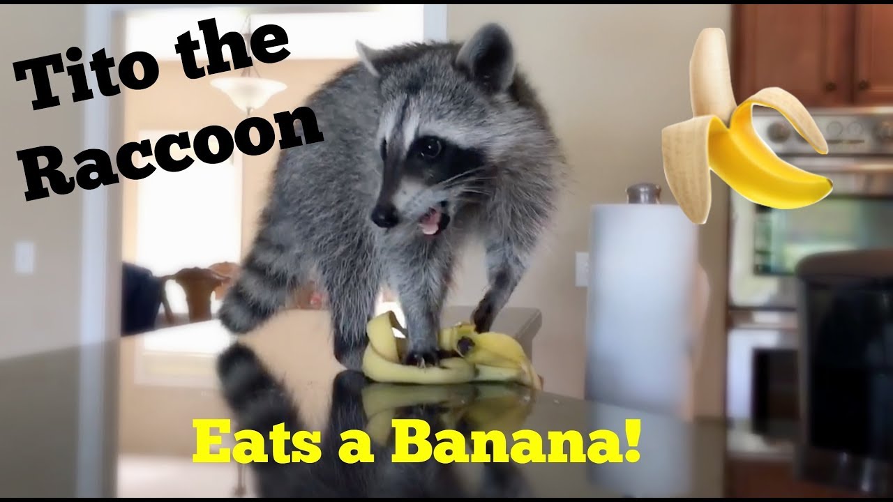 Tito The Raccoon Eats A Banana! - Youtube