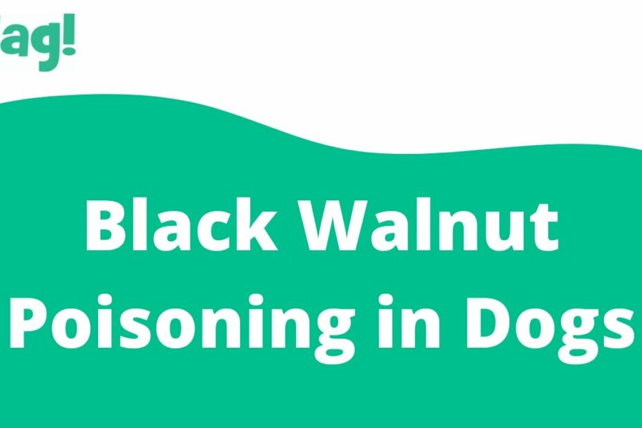 Black Walnut Poisoning In Dogs - Symptoms, Causes, Diagnosis, Treatment,  Recovery, Management, Cost