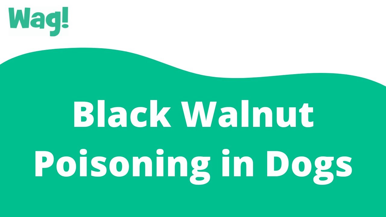 Black Walnut Poisoning In Dogs - Symptoms, Causes, Diagnosis, Treatment,  Recovery, Management, Cost