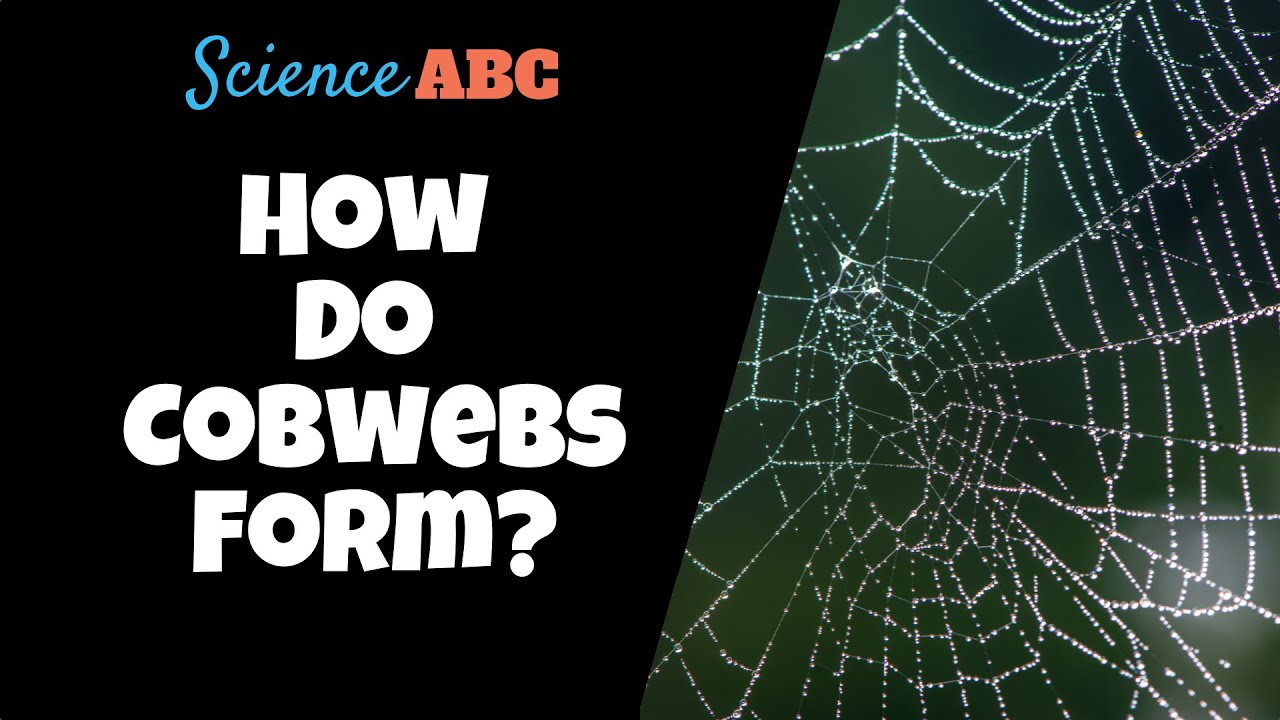 What Is The Cause Of Cobwebs? How Are Cobwebs Created?