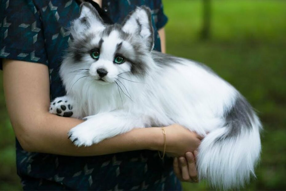 Canadian Marble Fox - Animals Around The Globe