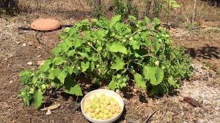 Grow Ground Cherries! What A Ground Cherry Is. Physalis - Youtube