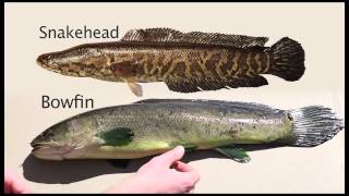 Snakehead Identification - Youtube