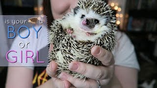 Is Your Hedgehog A Boy Or A Girl? - Youtube