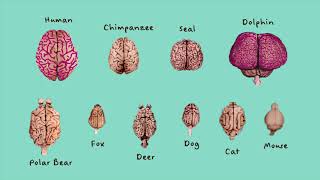 Brain Size And Shape - Youtube