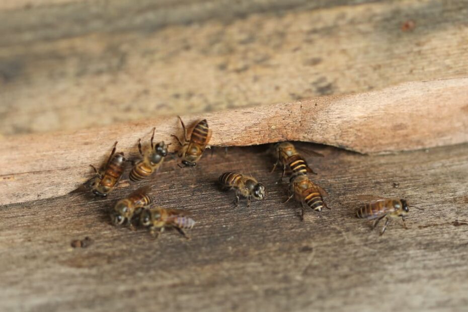 Beekeeper Petitioning For Bees To Be Protected By Law, But Some Say  Suggestion May Not Be Practical - Today