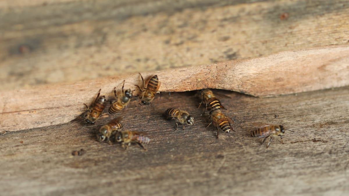 Beekeeper Petitioning For Bees To Be Protected By Law, But Some Say  Suggestion May Not Be Practical - Today