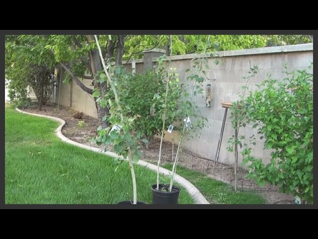 Planting Aspen Trees: Trying To Save The Cherry Tree. Part Six - Youtube