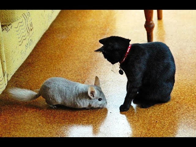 Chinchilla Vs Cat - Youtube