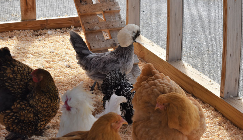 The Great Chicken Bedding Debate - Hobby Farms